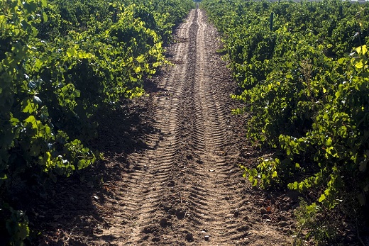 Bodega Castelo de Medina. Foto Miguel Angel Munoz Romero